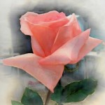 15-05-16 Aquarell Rose aus Moskau von Gunter Kaufmann P5160009 150x150